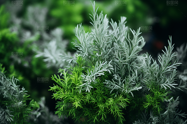 艾草高清蒿草摄影图