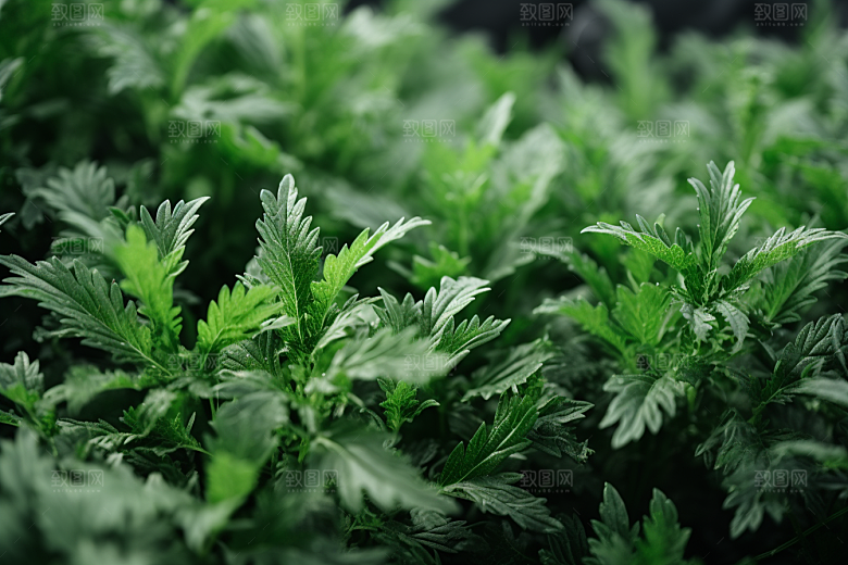 艾草传统文化糯叽叽摄影图