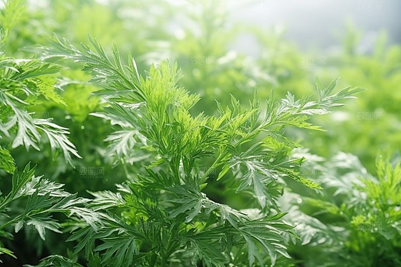 艾草美食清明摄影图