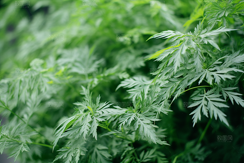 艾草青团中式糕点摄影图