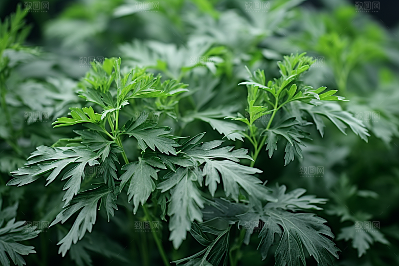艾草中式糕点传统文化摄影图