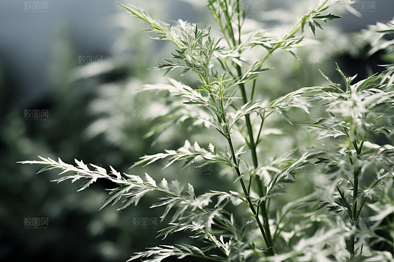 艾草清明美食摄影图