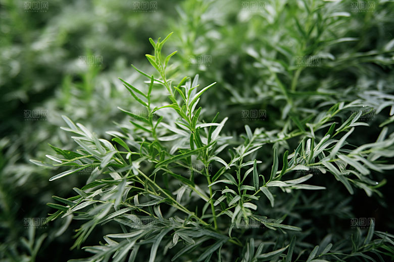 艾草中式糕点糯米团摄影图