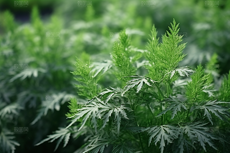 艾草高清美食摄影图