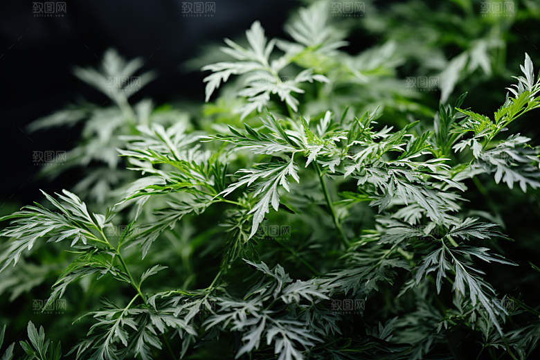 艾草青团清明摄影图