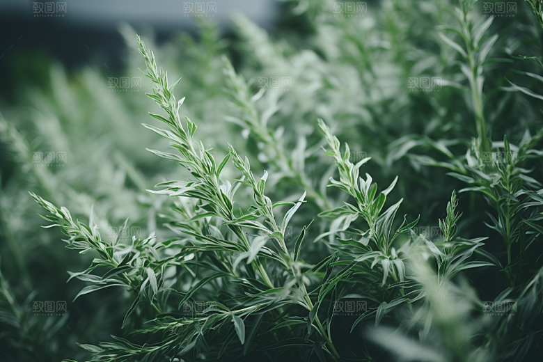 艾草蒿草传统文化摄影图