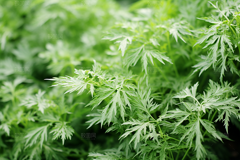 艾草糯米团糯叽叽摄影图
