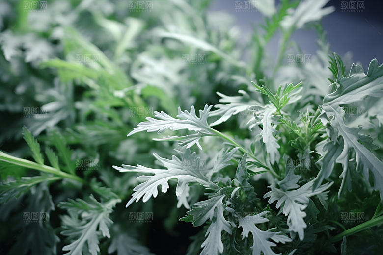 艾草中式糕点蒿草摄影图