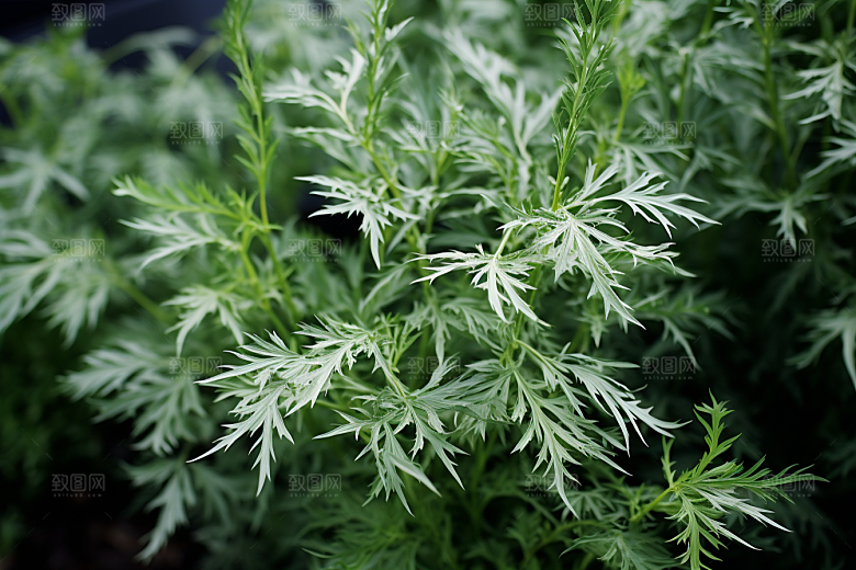 艾草传统文化高清摄影图