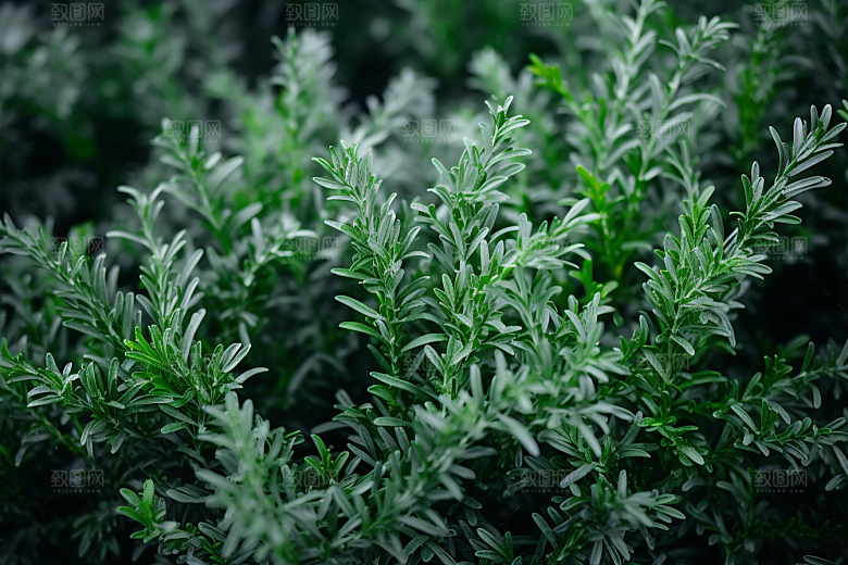 艾草中式糕点艾叶摄影图