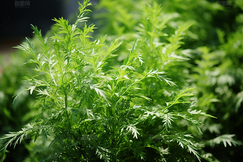 艾草中式糕点美食摄影图