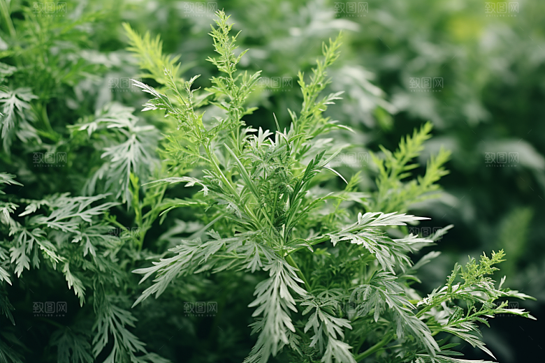艾草糯叽叽传统文化摄影图