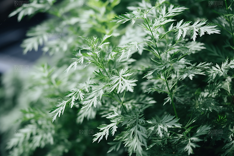 艾草传统文化艾叶摄影图