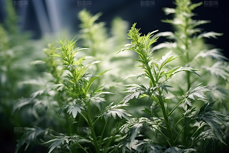 艾草清明美食摄影图