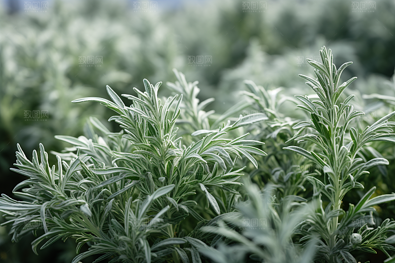 艾草糯叽叽蒿草摄影图
