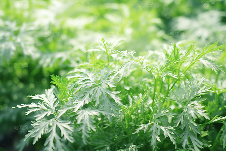艾草高清清明摄影图