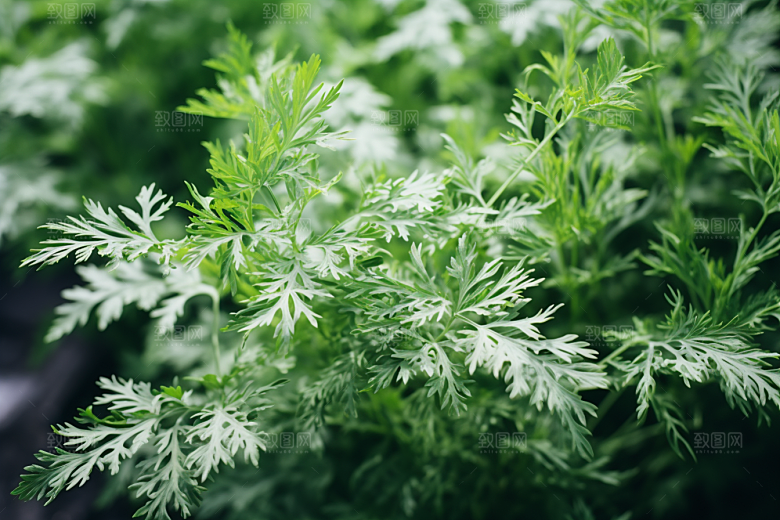 艾草艾叶糯米团摄影图