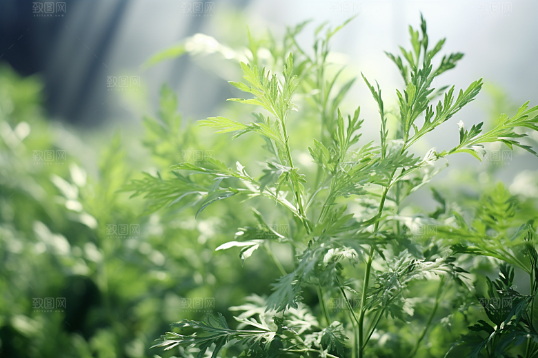 艾草糯米团青团摄影图