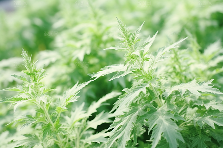 艾草艾叶中式糕点摄影图