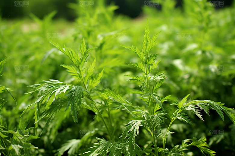 艾草传统文化蒿草摄影图