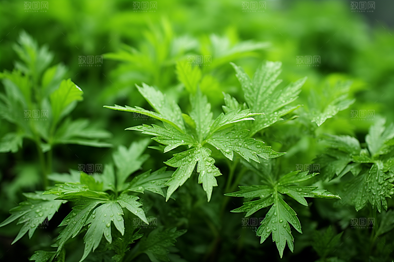 艾草糯叽叽艾叶摄影图