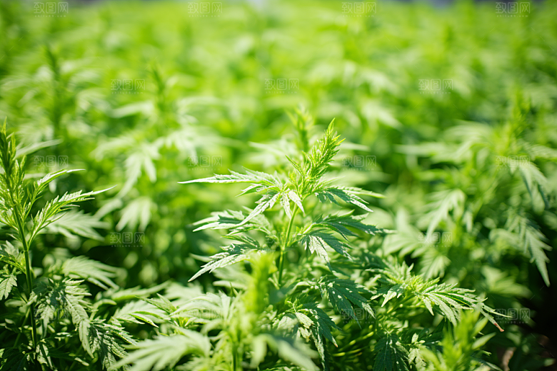 艾草青团高清摄影图