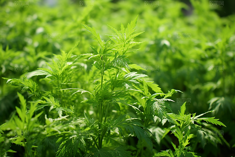 艾草美食中式糕点摄影图