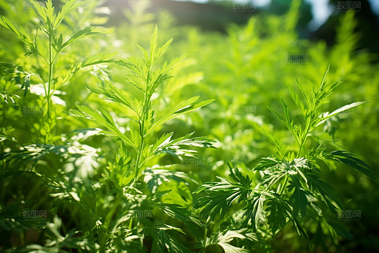 艾草高清糯米团摄影图