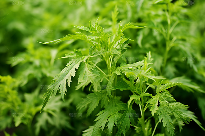艾草中式糕点蒿草摄影图