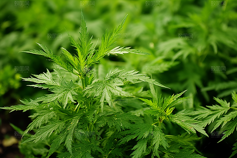艾草艾叶糯米团摄影图