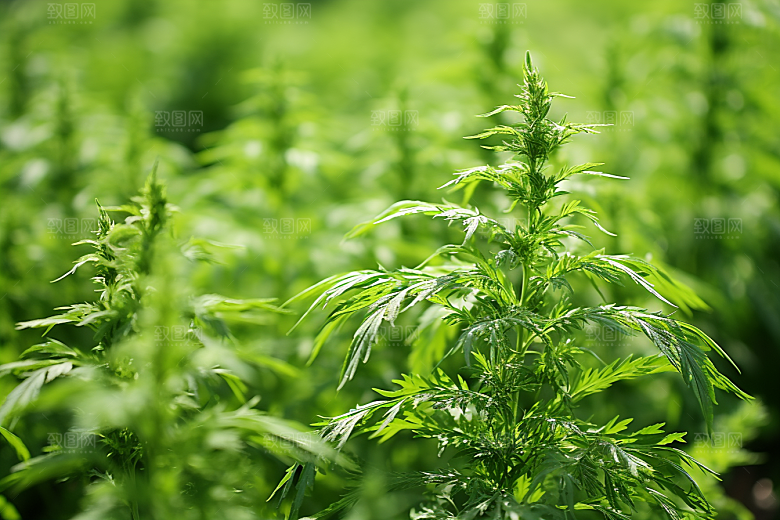 艾草青团传统文化摄影图