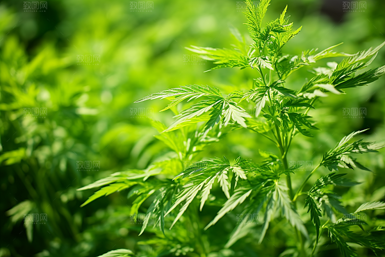 艾草美食艾叶摄影图