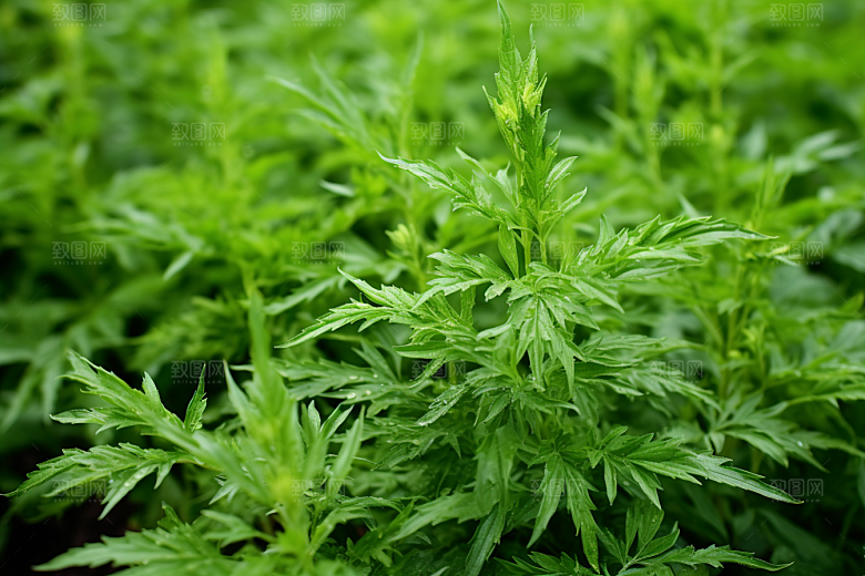 艾草传统文化糯叽叽摄影图