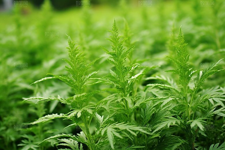 艾草糯叽叽高清摄影图
