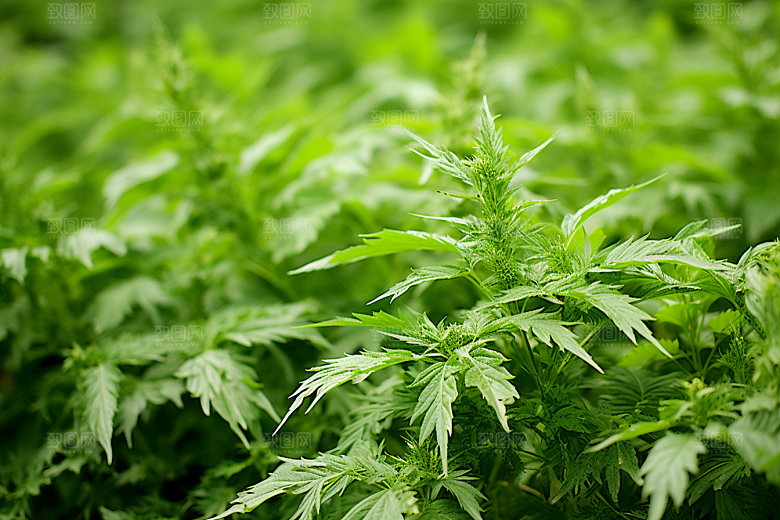 艾草美食高清摄影图