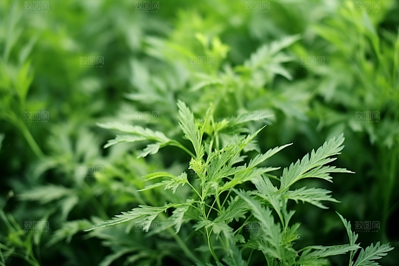 艾草艾叶中式糕点摄影图
