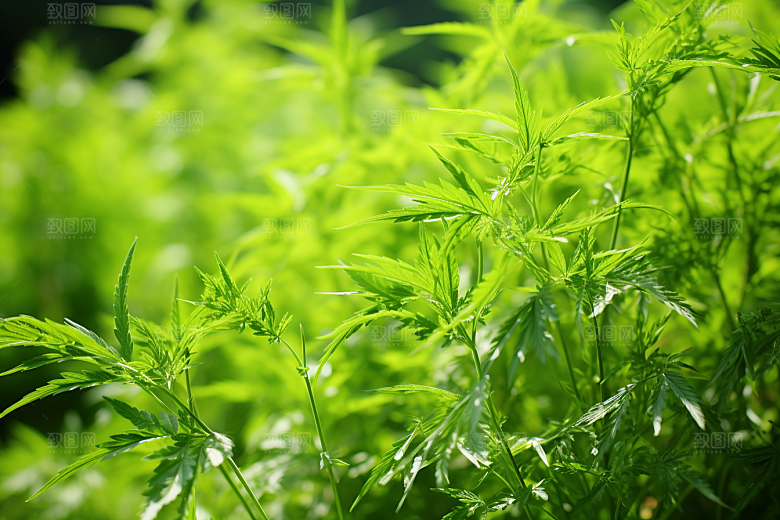 艾草糯米团中式糕点摄影图