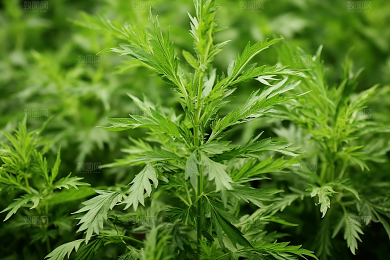 艾草青团清明摄影图