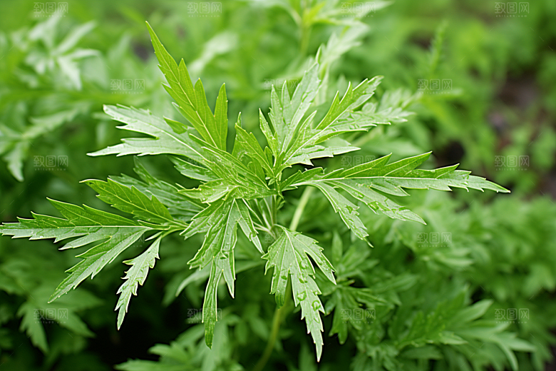 艾草清明美食摄影图