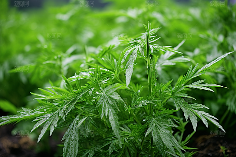 艾草糯米团清明摄影图