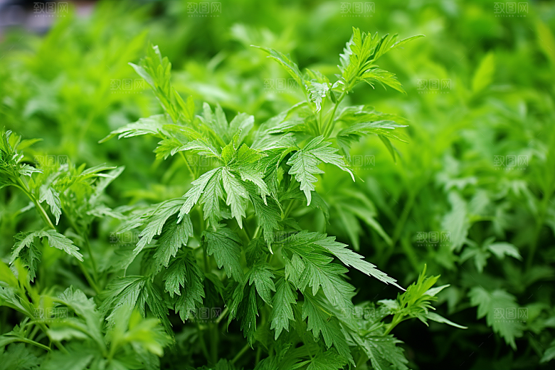 艾草清明中式糕点摄影图