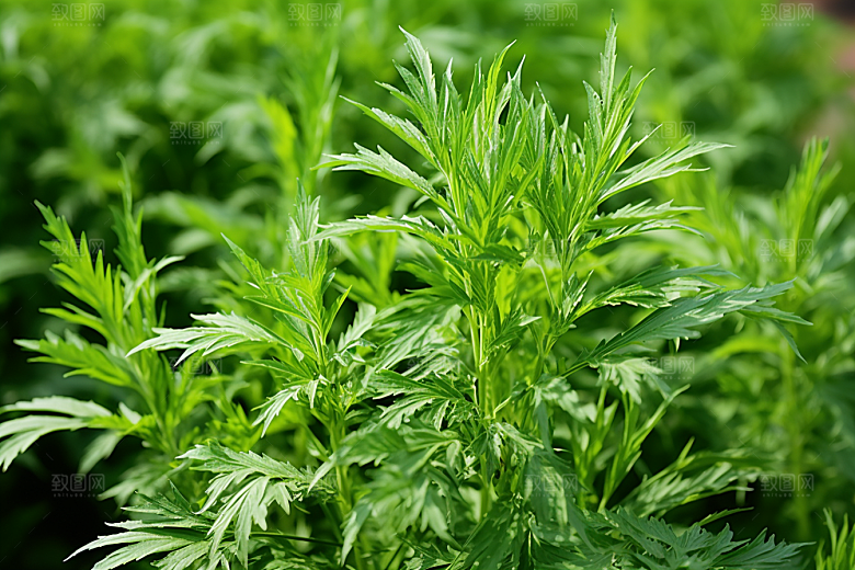 艾草糯叽叽清明摄影图