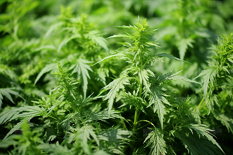艾草传统文化糯叽叽摄影图