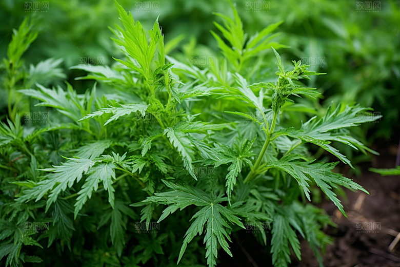 艾草中式糕点蒿草摄影图