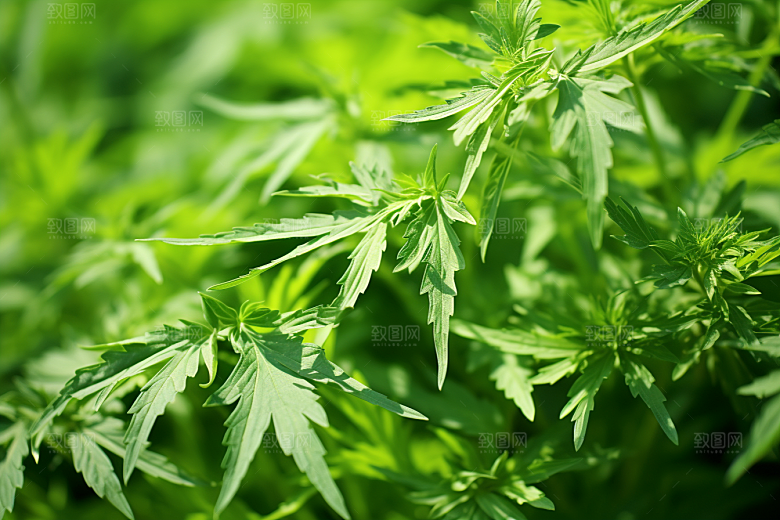 艾草高清蒿草摄影图