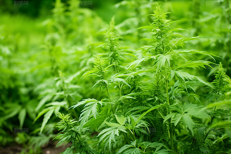 艾草蒿草糯米团摄影图