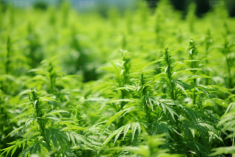 艾草清明青团摄影图