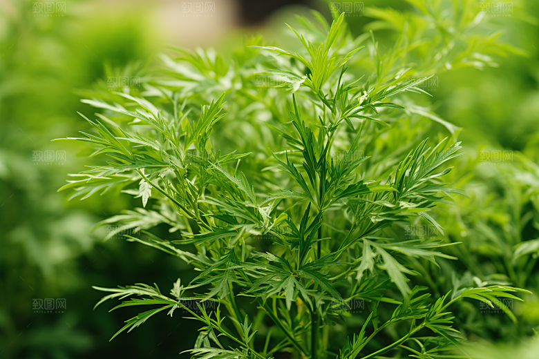 艾草中式糕点传统文化摄影图