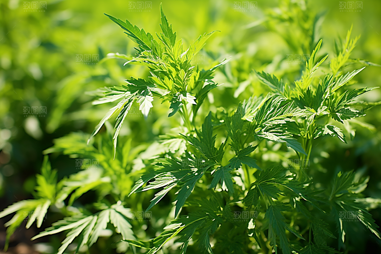艾草艾叶清明摄影图