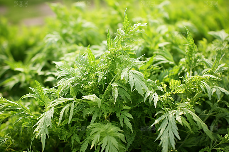 艾草美食中式糕点摄影图